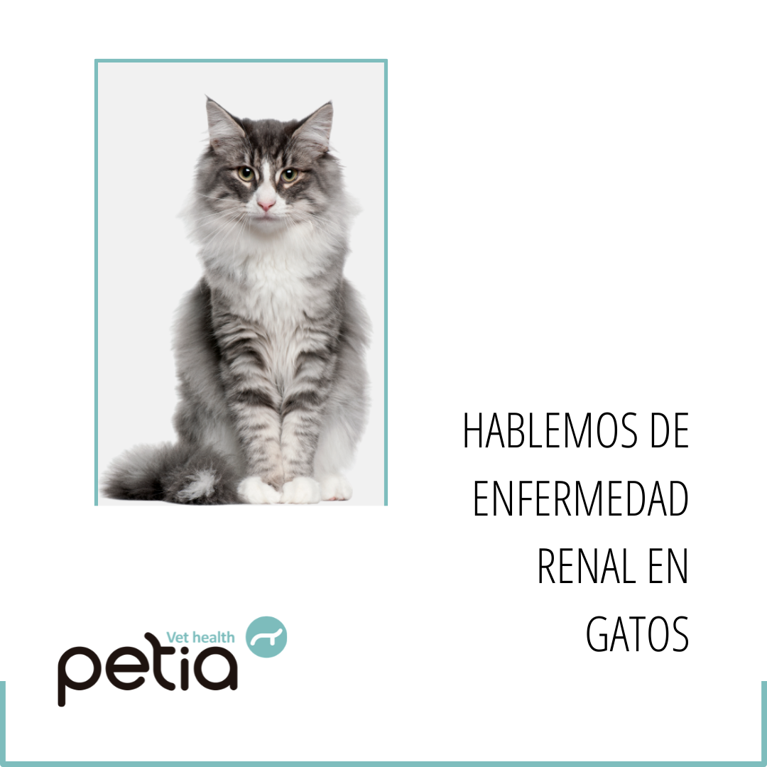 ENFERMEDAD RENAL GATOS - Petia