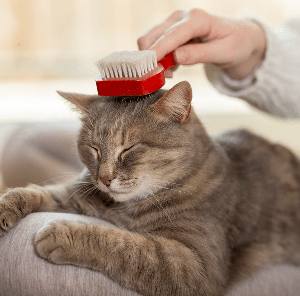 woman brushing cat pet 2021 09 24 00 05 09 utc