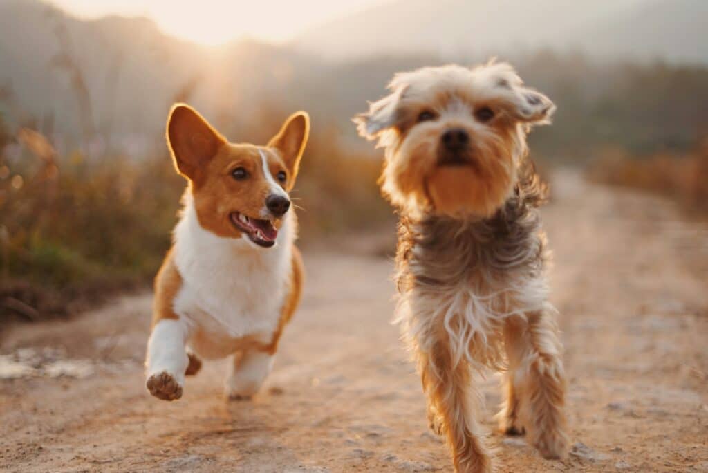 Dos perros pequeños corriendo enérgicamente