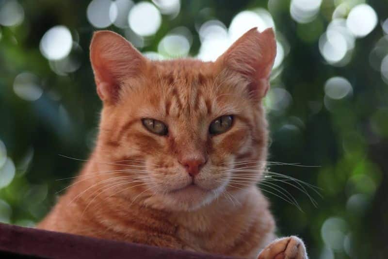 Gato naranja de ojos verdes