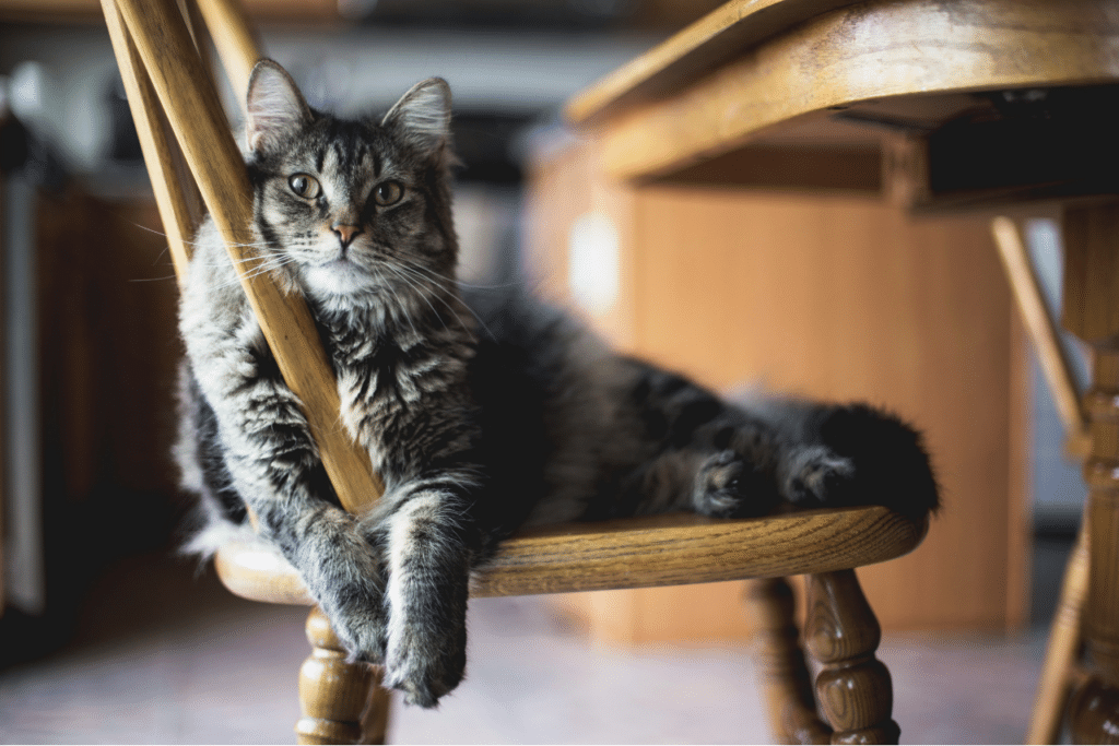 Gato recostado en una silla