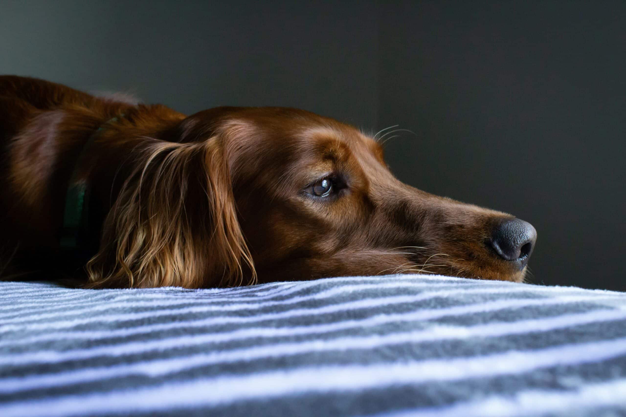 Perro aburrido en la cama