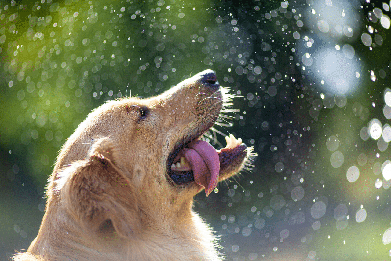 perro agua feliz