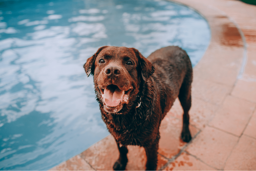Perro feliz en la piscina