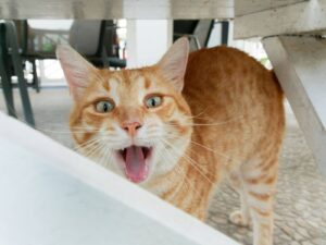 Consejos para enfermedades dentales en gatos