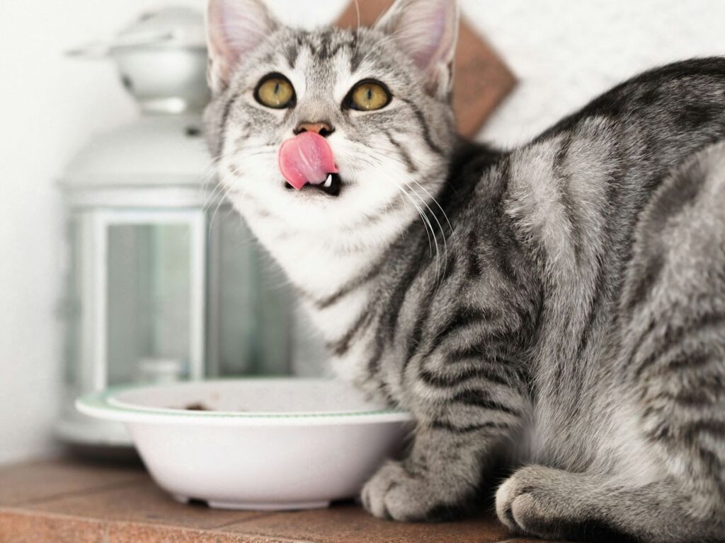 Gato gris comiendo