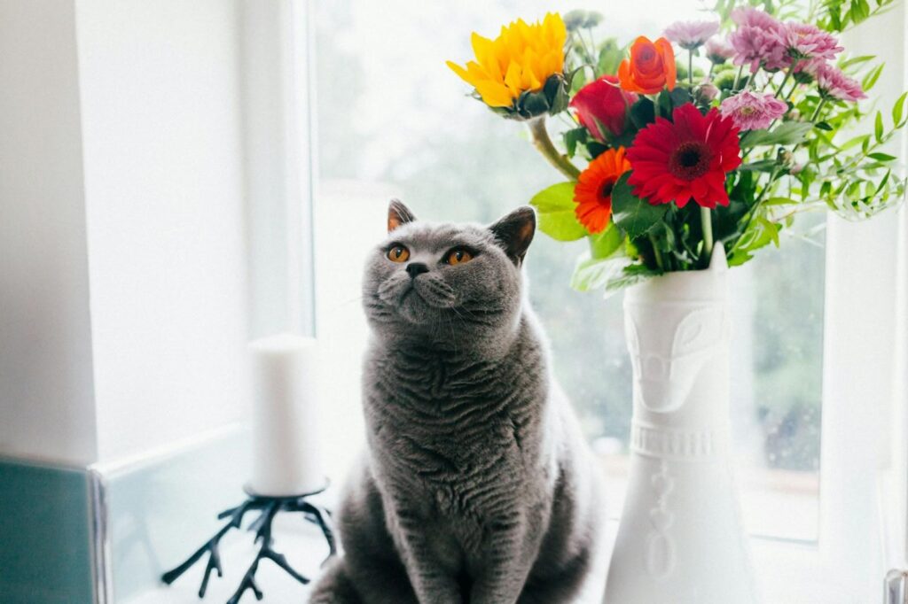 Gato gris con flores al lado