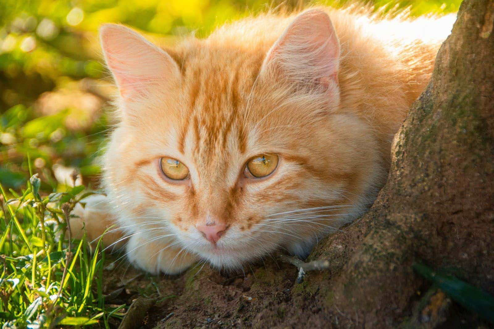 Gato naranja en el bosque