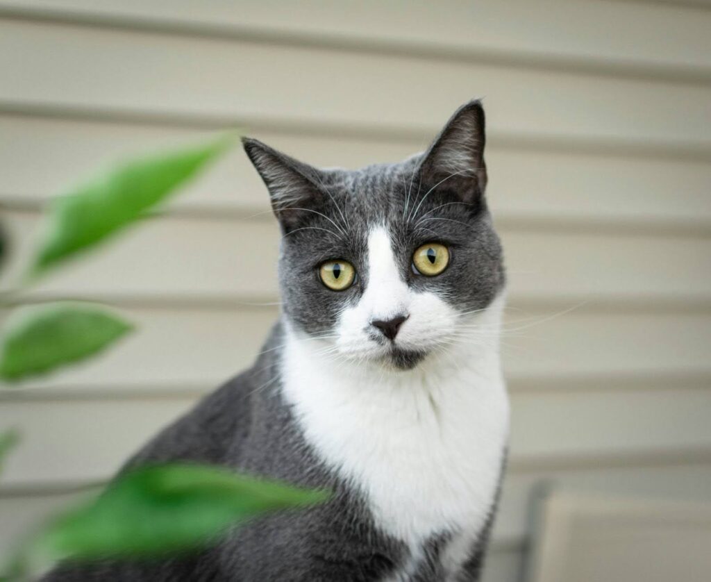 Gato gris con los ojos verdes