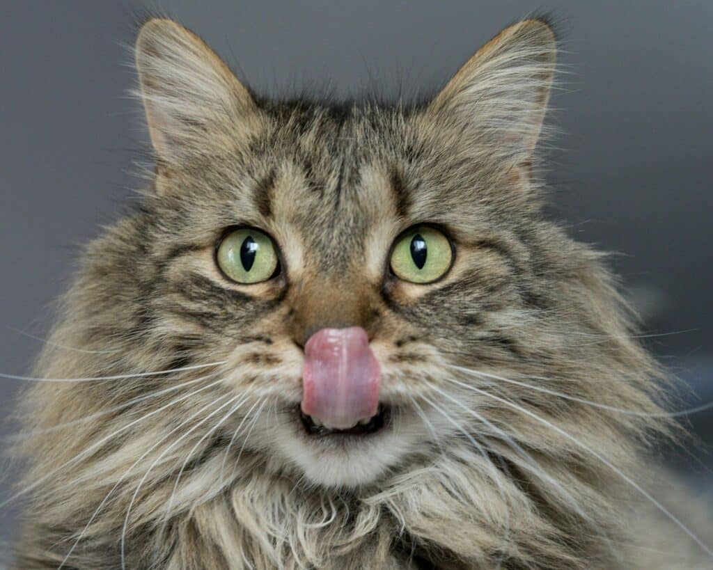 Gato relamiéndose con la lengua por fuera
