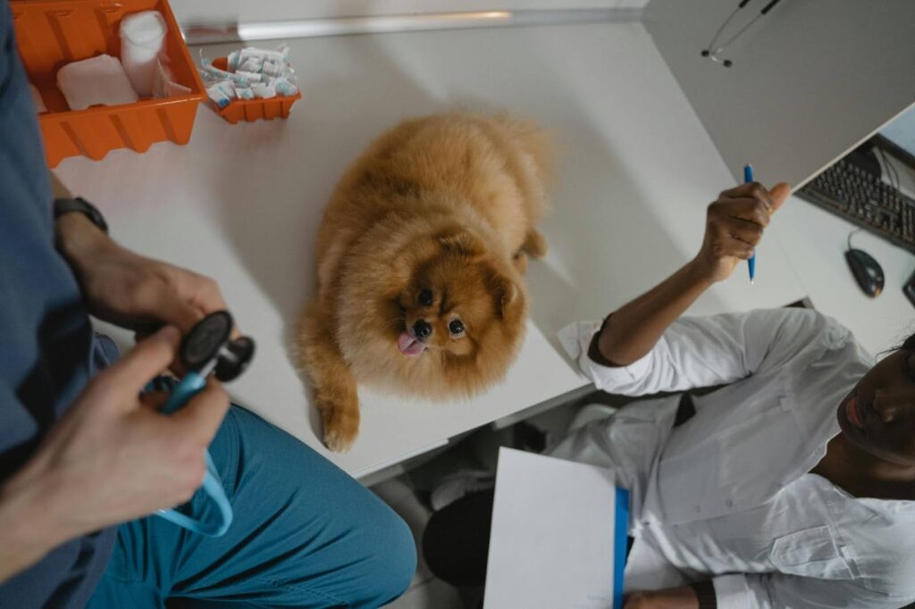 Vacunación en perros en el veterinario