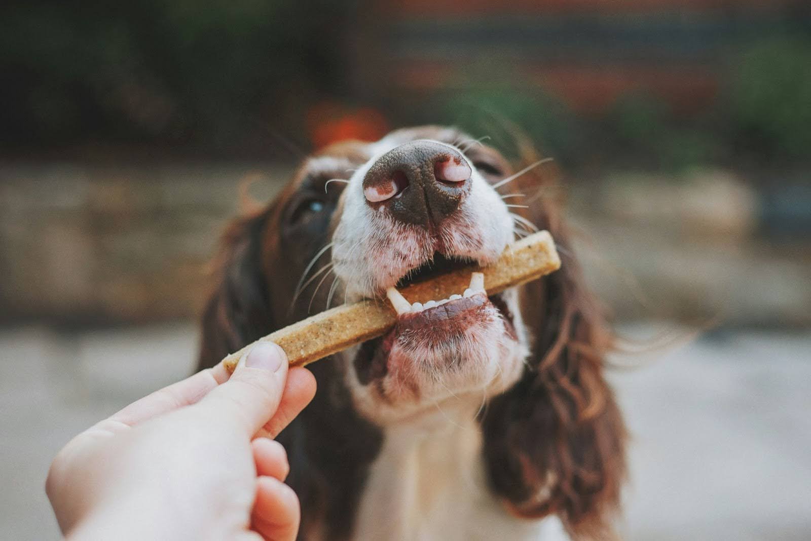 Descubre las alergias alimentarias en perros