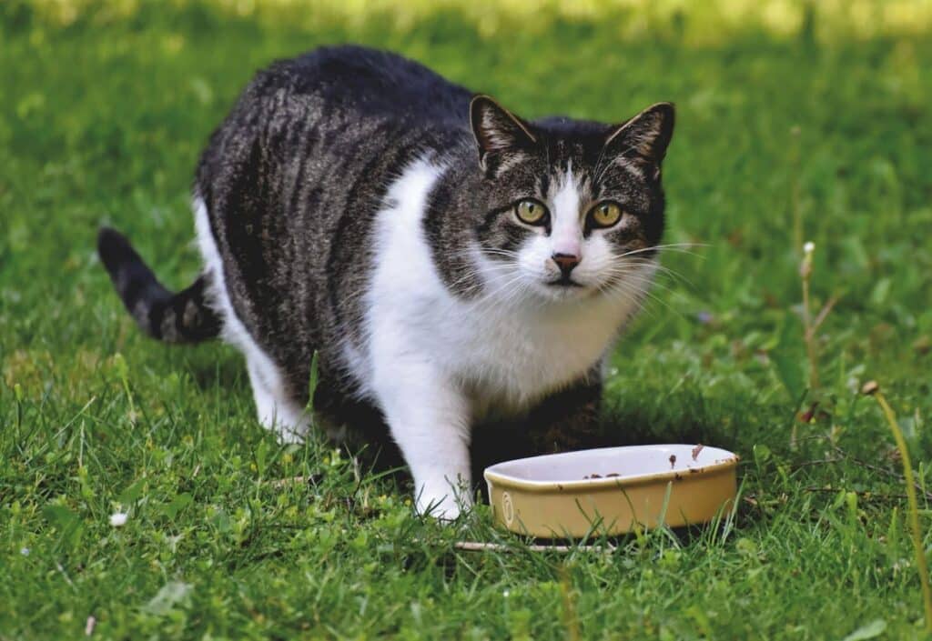Gato con obesidad comiendo