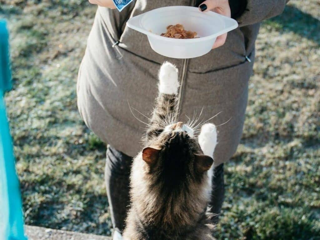 Gato comiendo comida húmeda