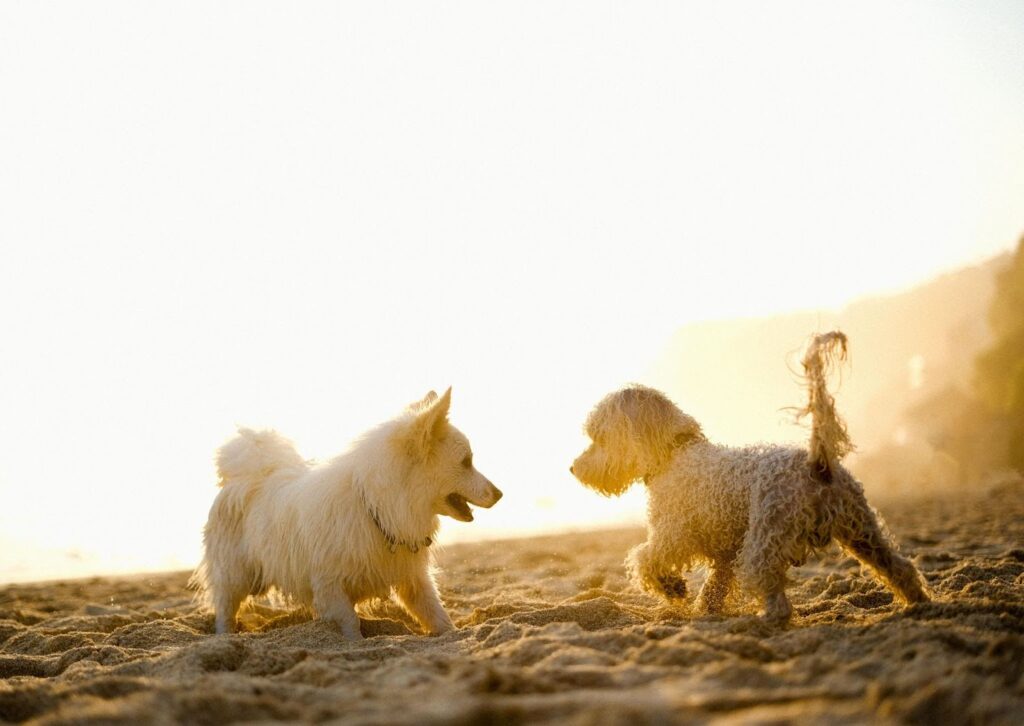 Ejercicio para perros mayores en la playa