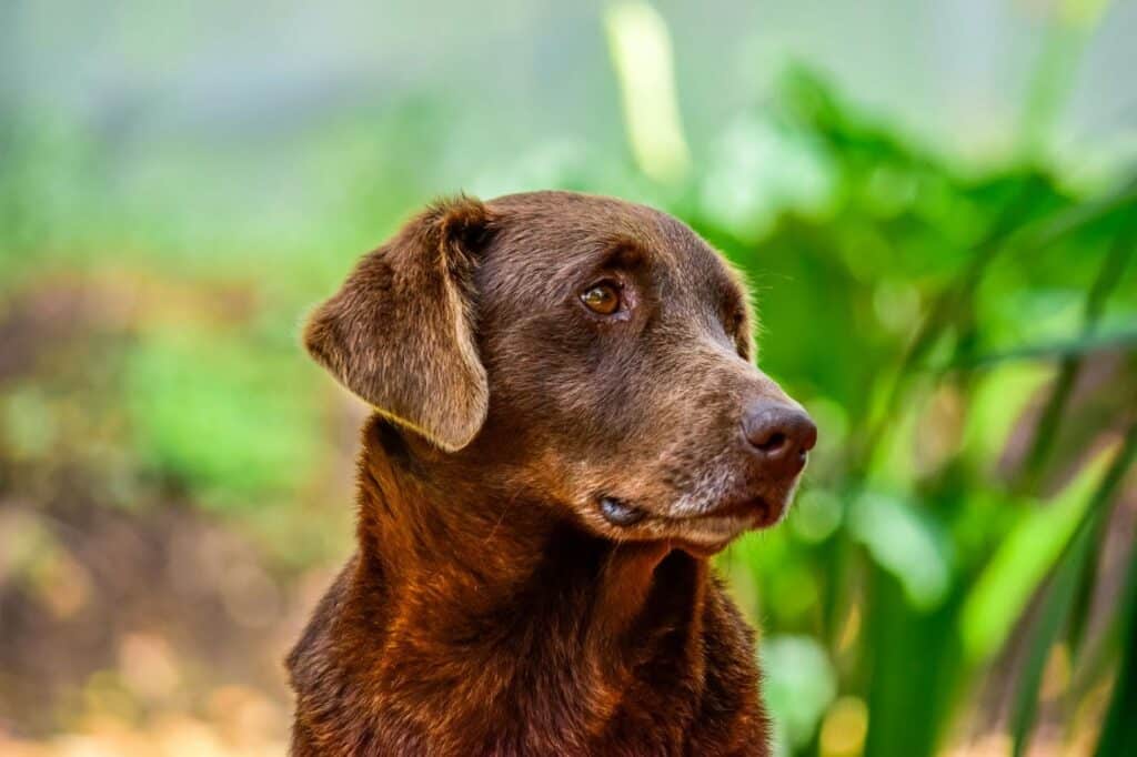 Perro mayor de color marrón
