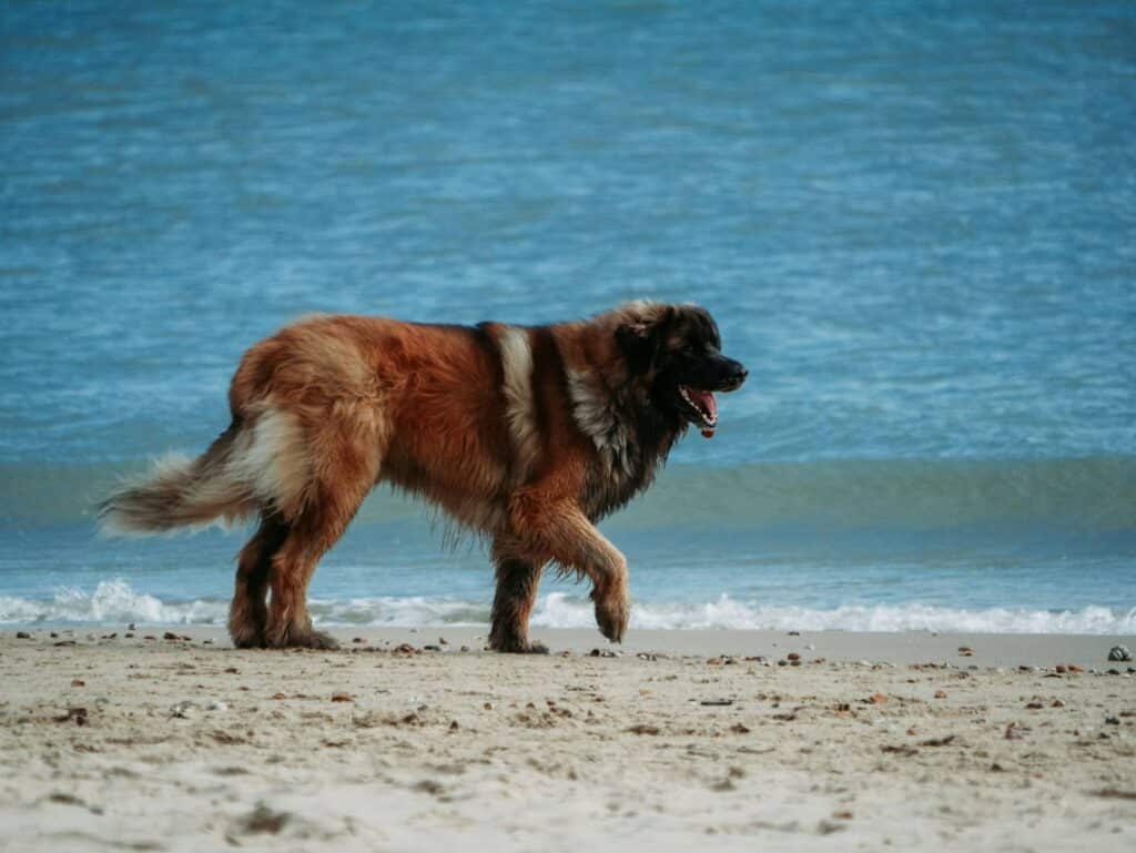 Perro en la playa haciendo ejercicio