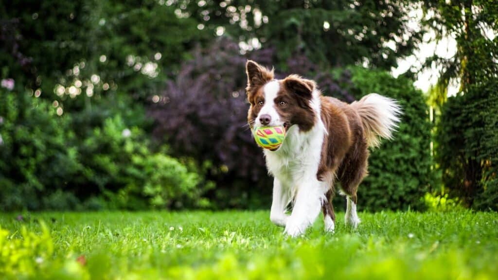 Perro jugando con una pelota para enriquecimiento ambiental