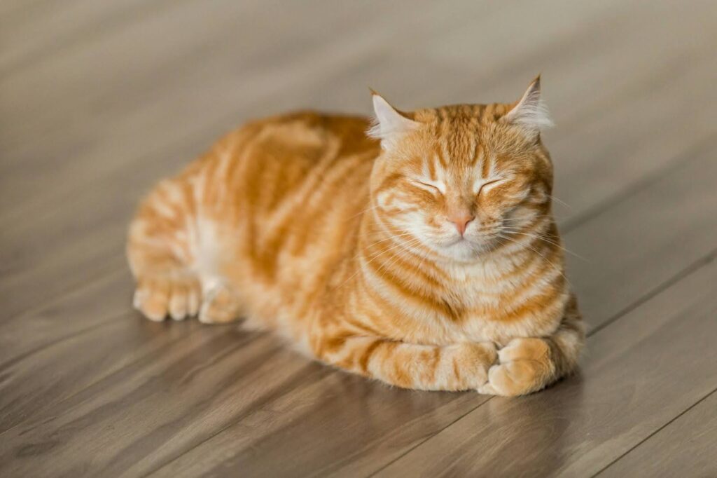 salud urinaria de los gatos petia gato naranja