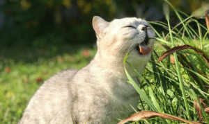 Gato comiendo hierbas beneficiosas para su salud urinaria