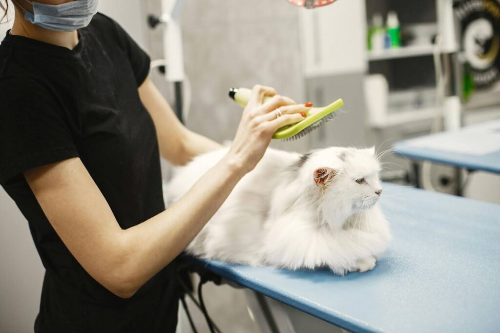 Gato blanco en el veterinario