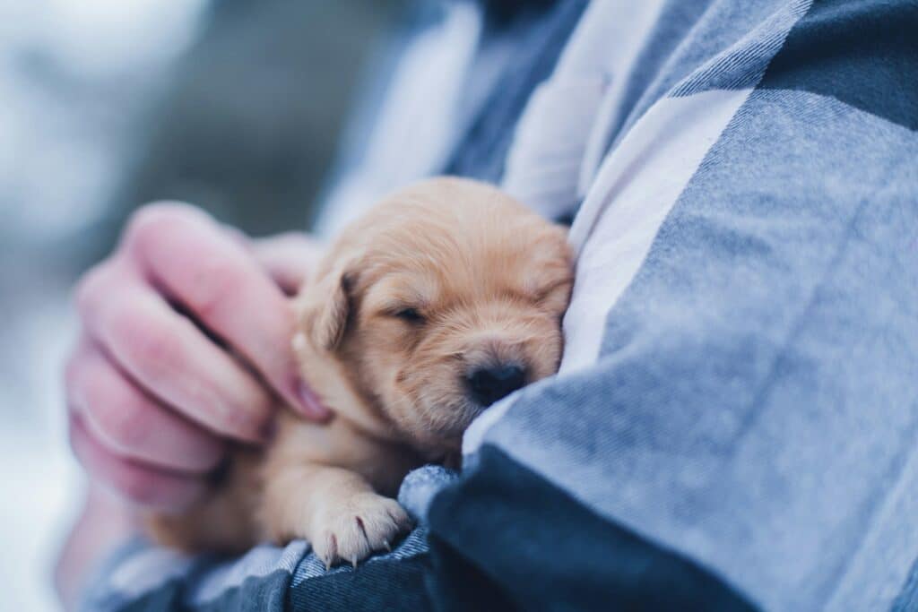 Cachorro durmiendo en brazos de una persona