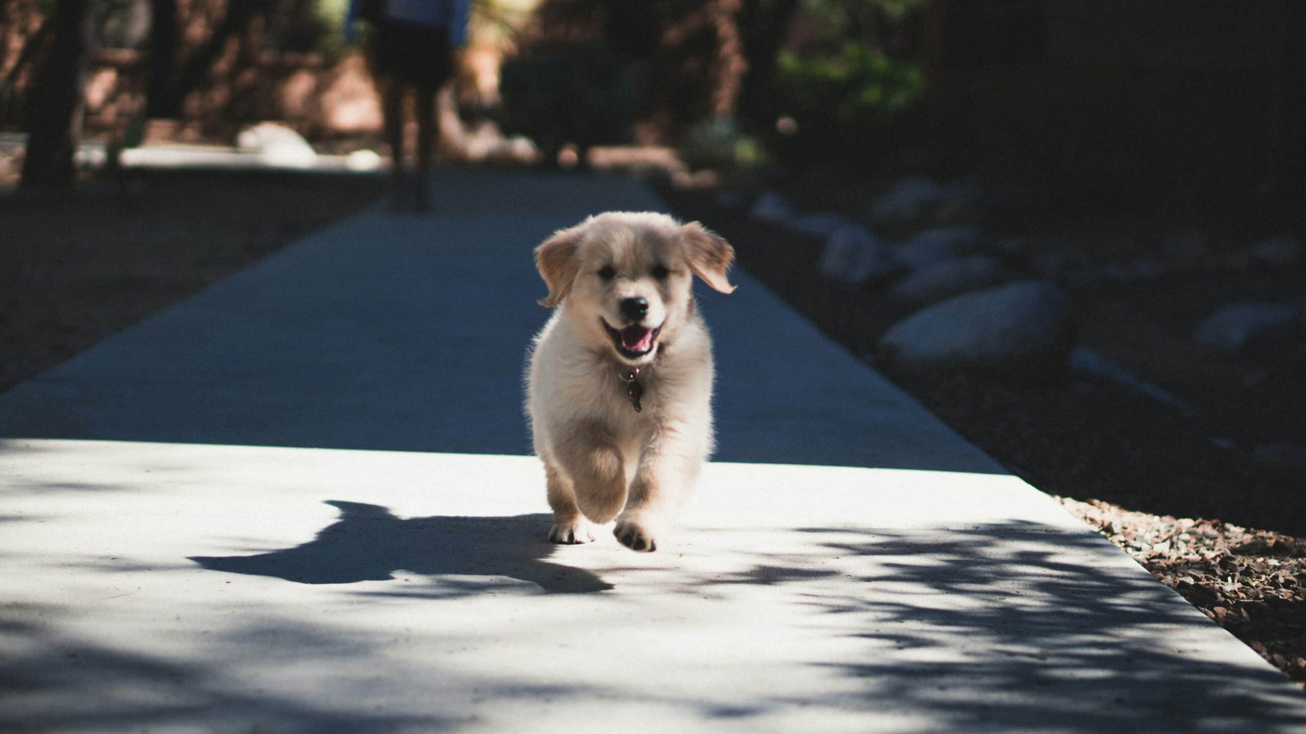 Socialización temprana en cachorros en el parque