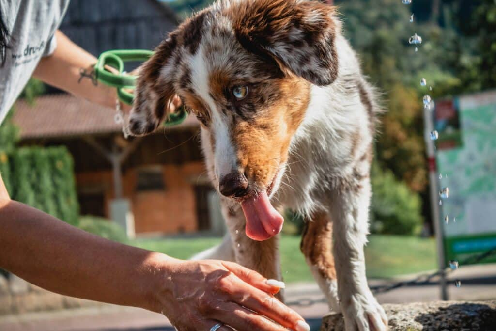 Perro bañándose en el jardín 