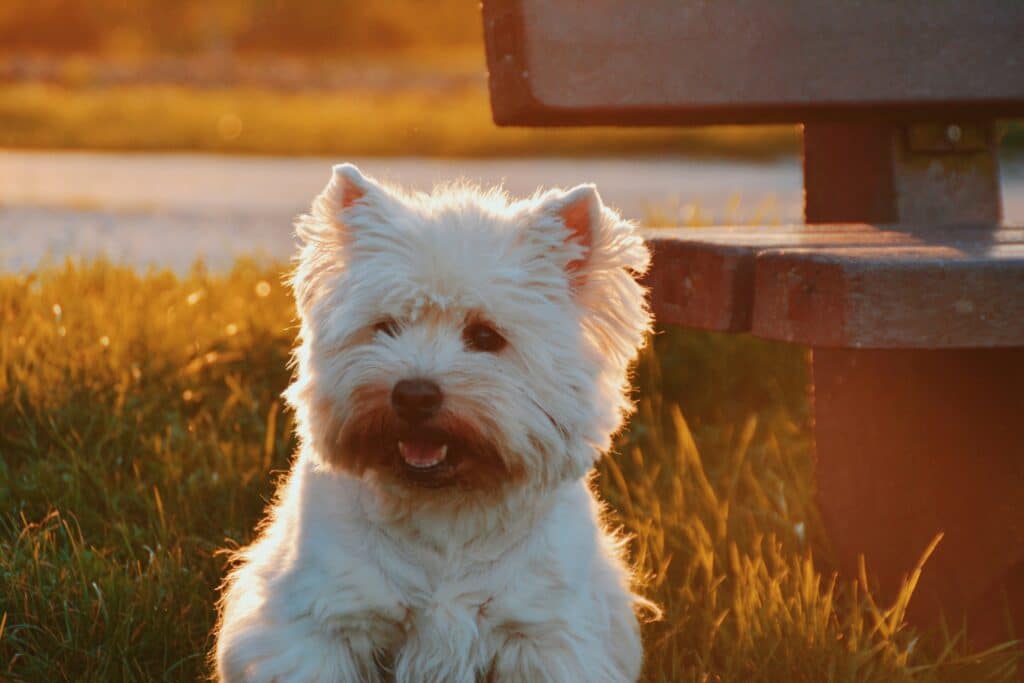 Perro paseando al atardecer