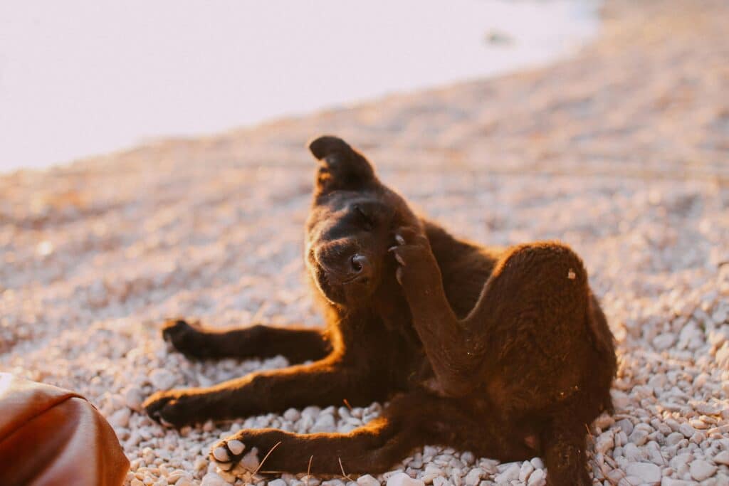 Perro rascándose en la playa 