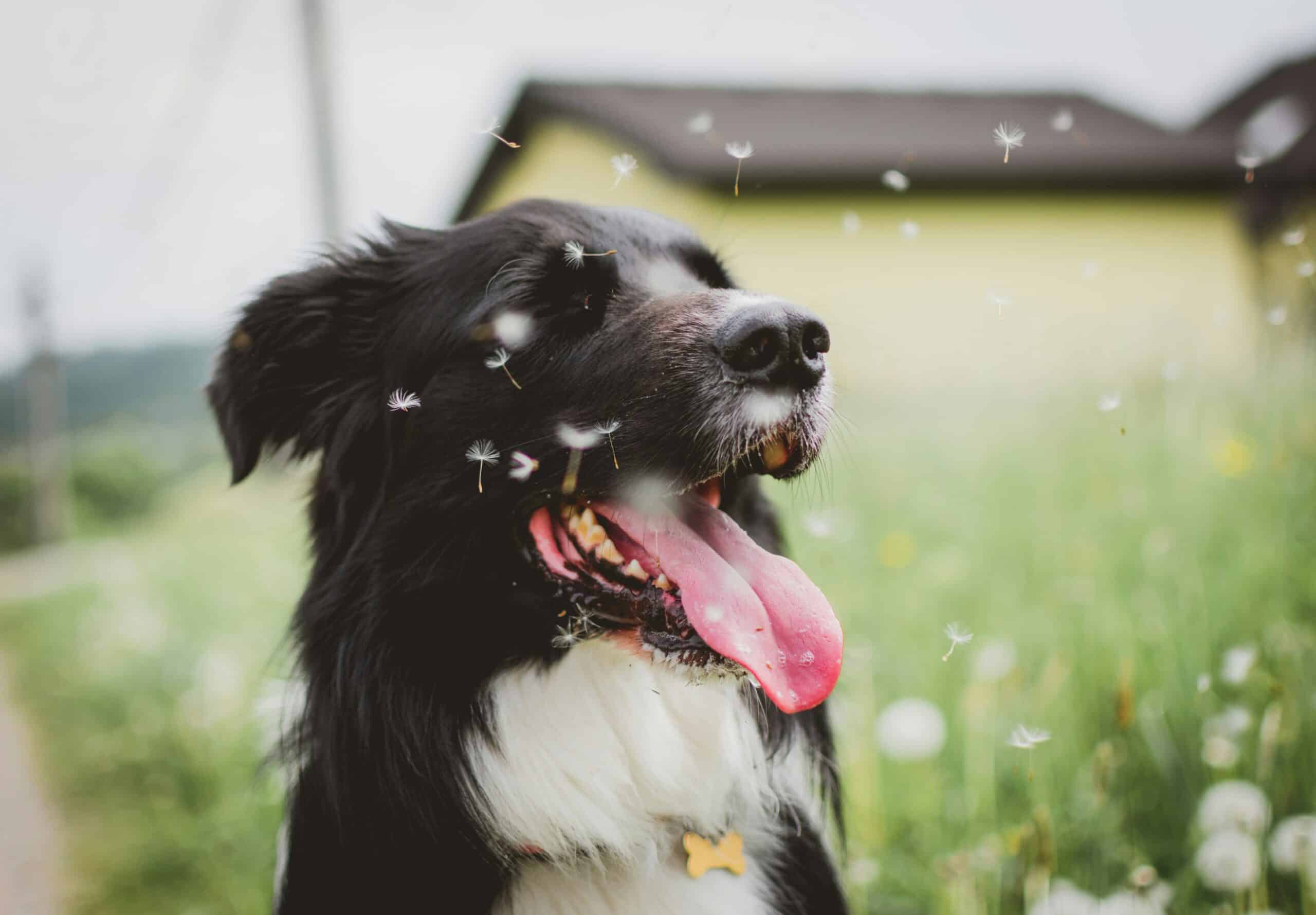 Perro con alergia primaveral en el campo