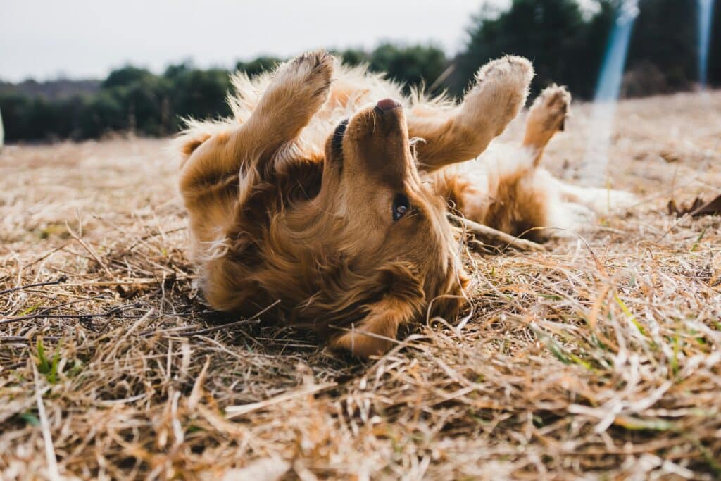 Perro rascándose la espalda en el suelo