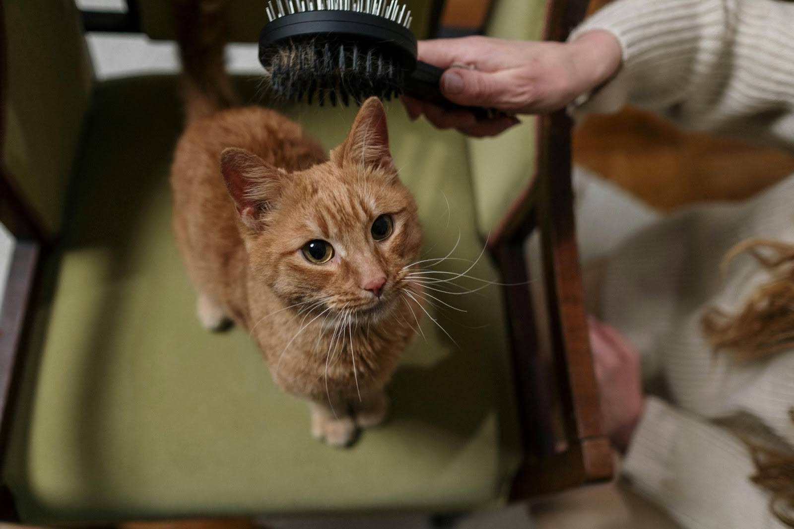 Muda de pelo en gatos y cepillado