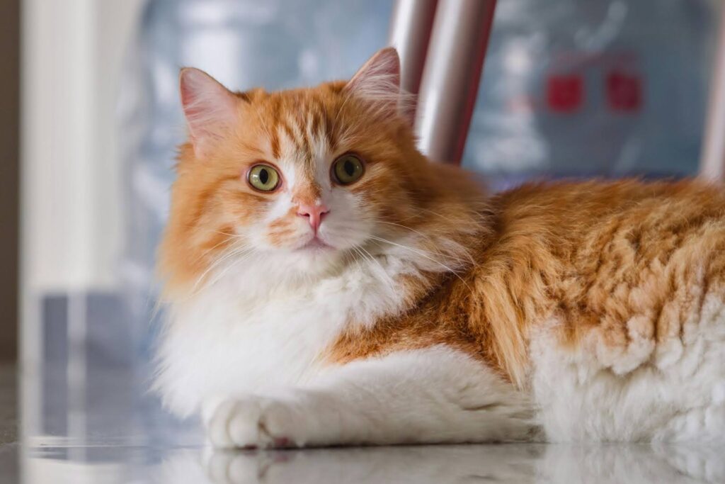 Gato naranja con mucho pelo