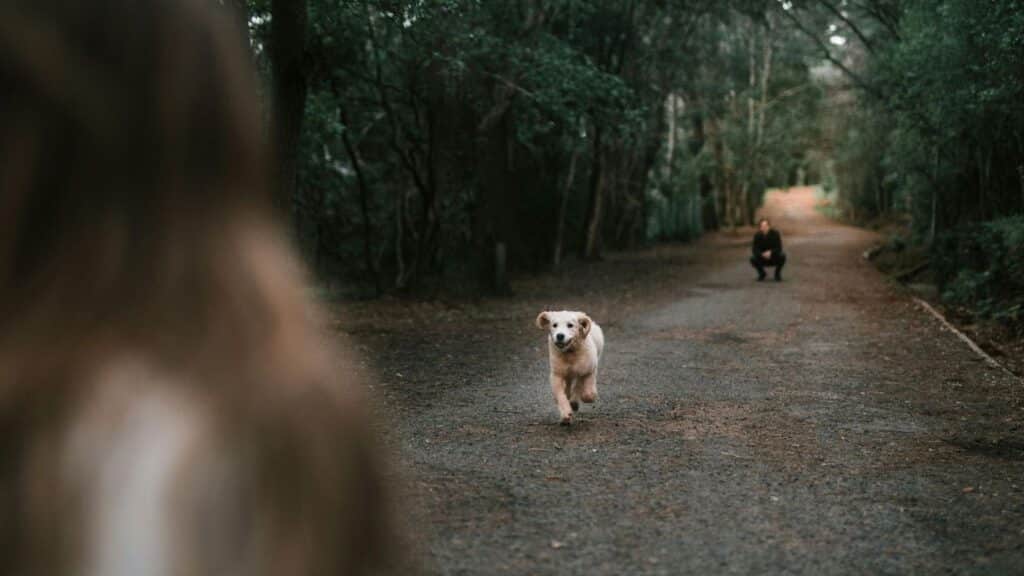 Cachorro jugando en el parque