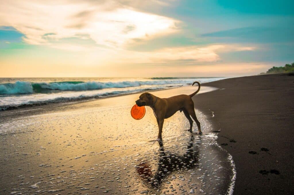 Perro jugando en la playa con un fresbee