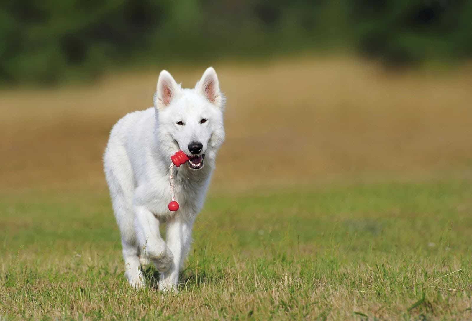 Desarrollo cognitivo en perros con juegos