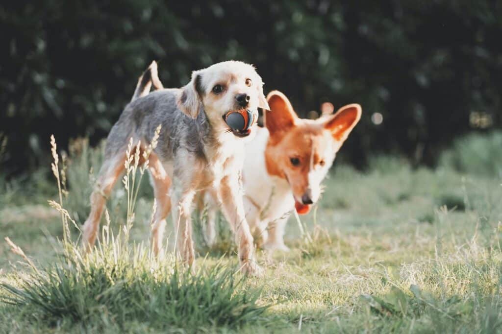 Perros jugando con una pelota en el parque