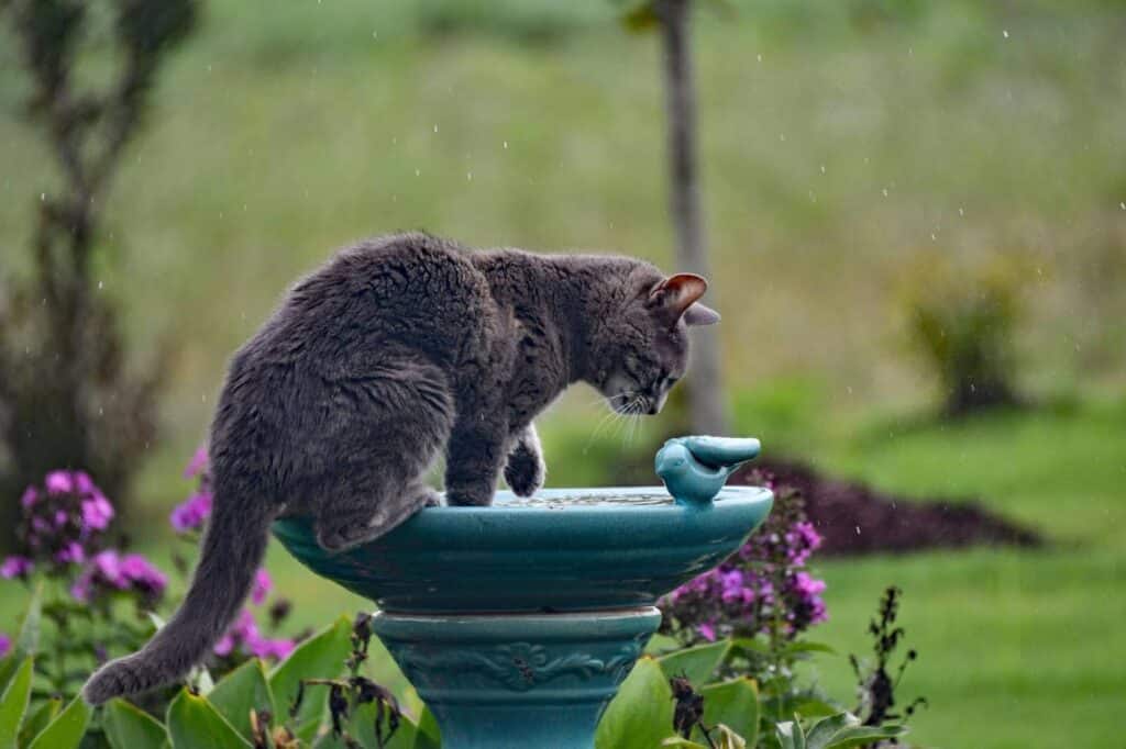 gato gris bebiendo de una fuente