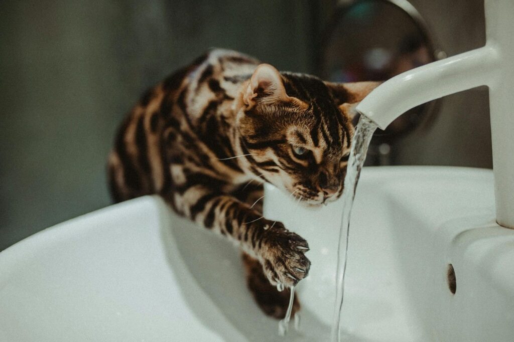 Importancia de la hidratación en gatos