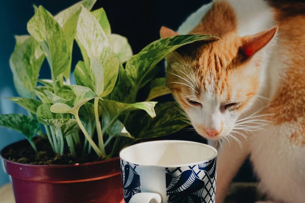 Gato naranja bebiendo de un tazón