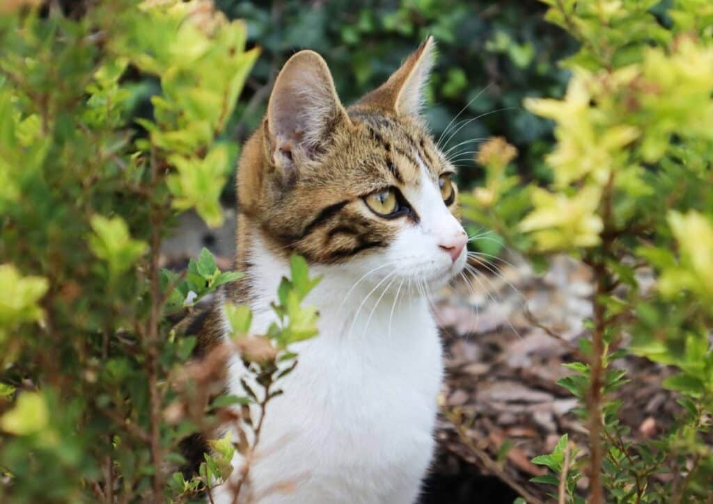 Gato rodeado de hierba