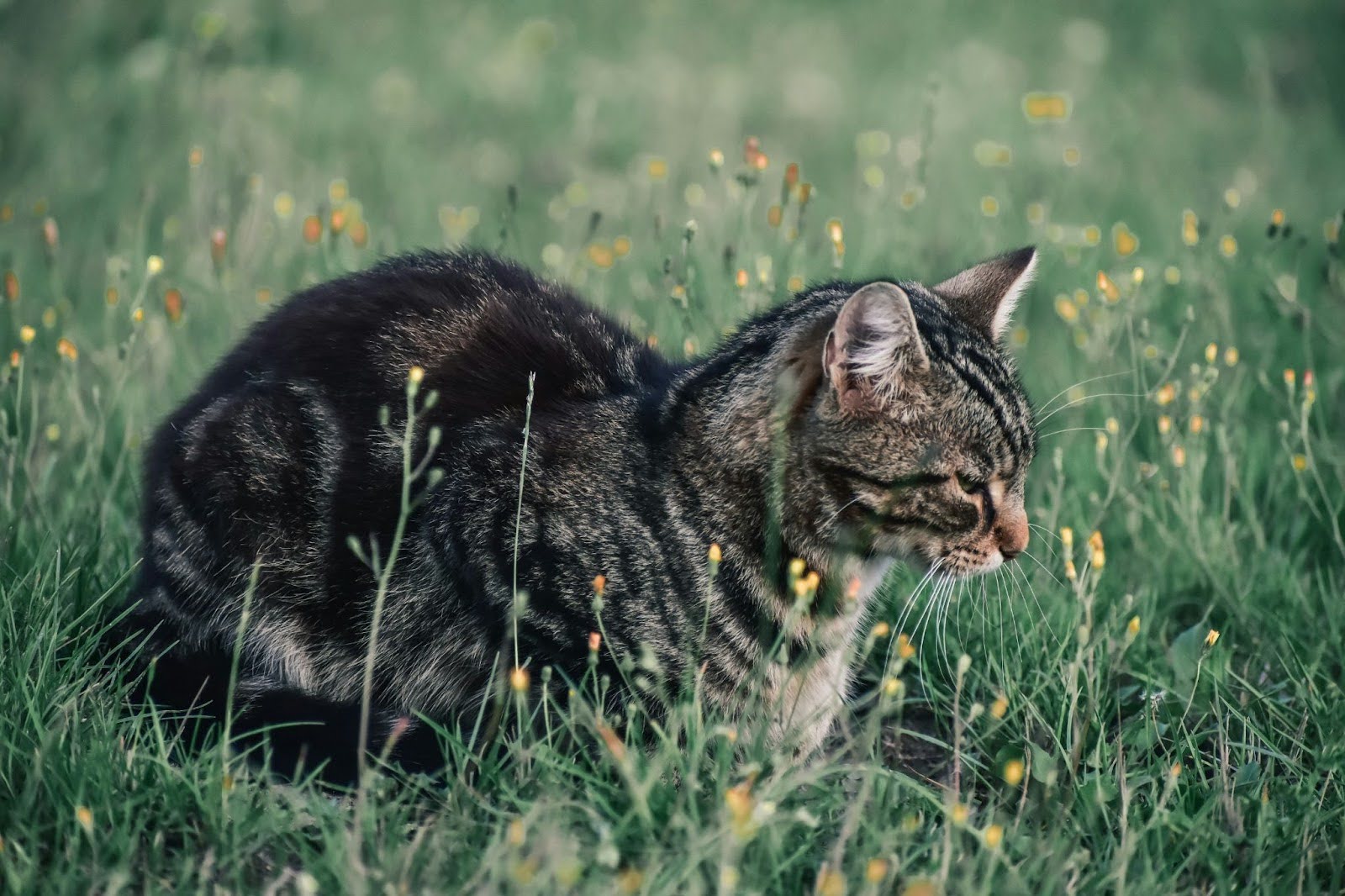 Hierba gatera de Petia para tu gato