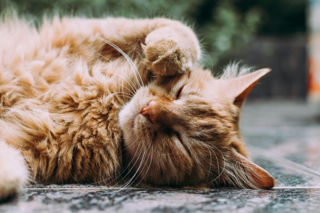 Gato frotándose la cara por los efectos de la hierba gatera