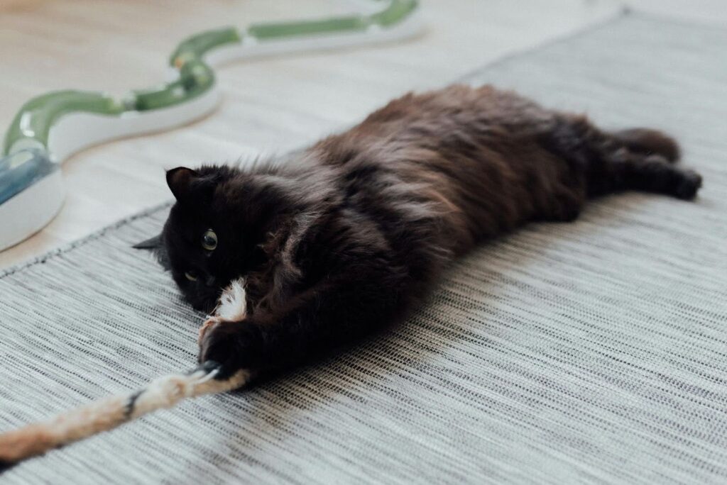 Gato jugando con juguete especial de gatos