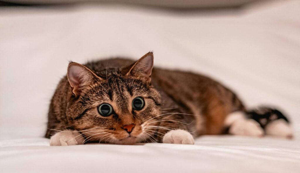 Gato jugando en una cama 