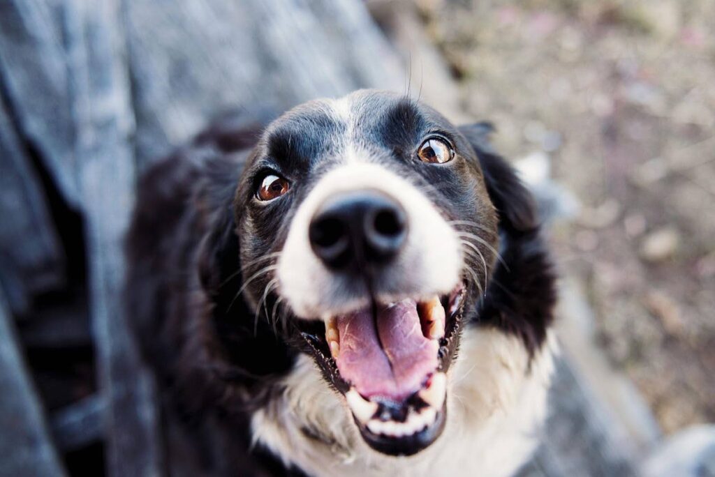 Perro feliz en el parque