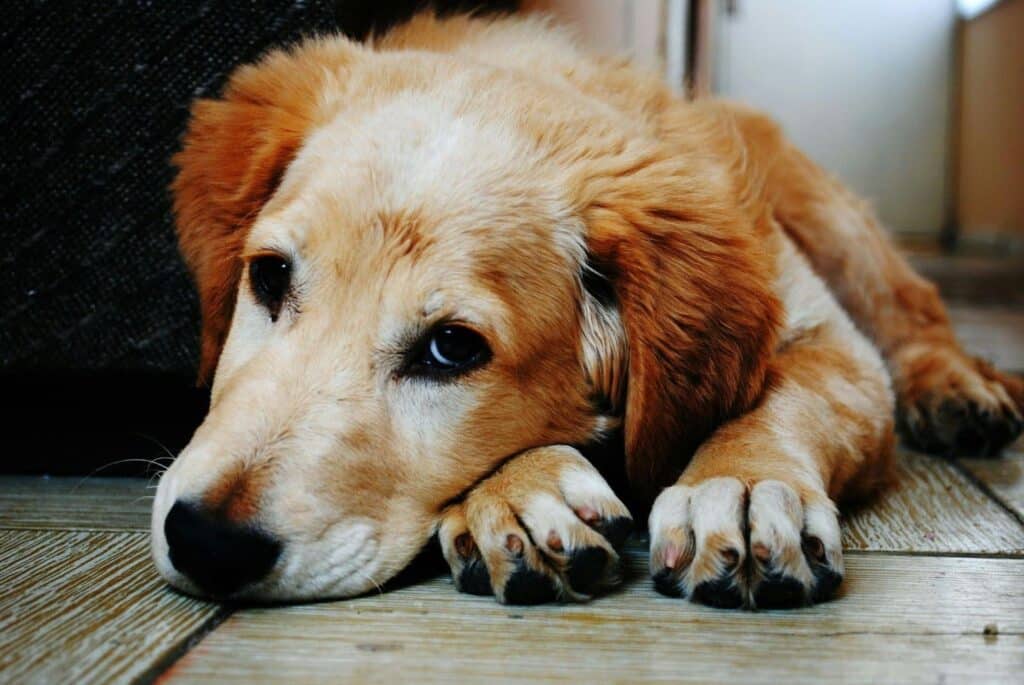 qué es la Leishmaniosis en perros