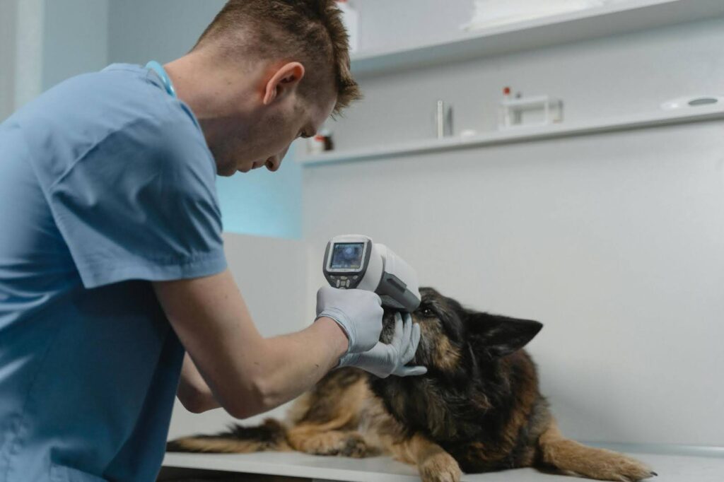 Perro en revisión del veterinario