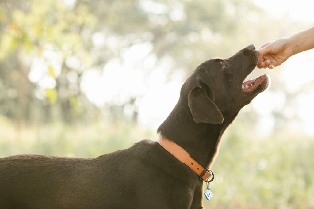 Perro comiendo en el parque